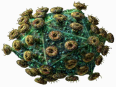 5 loại virus còn nguy hiểm hơn cả Ebola